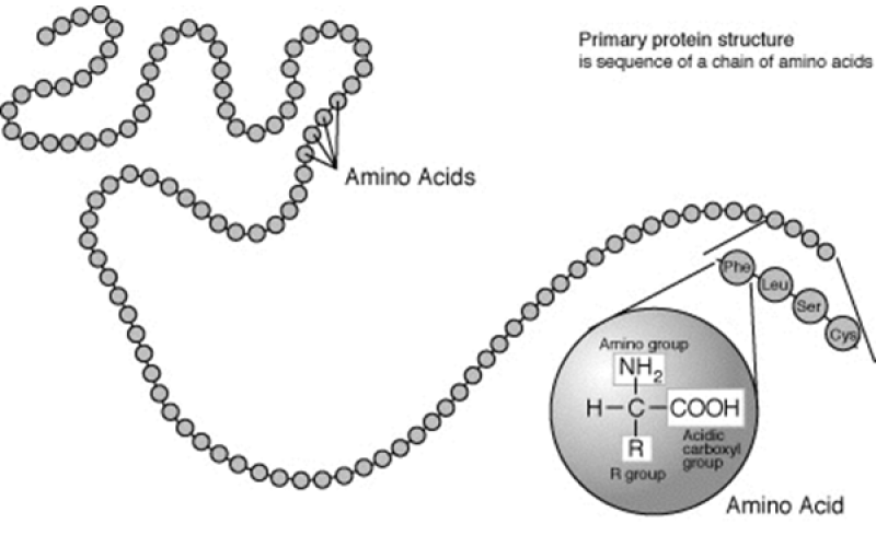 肽：血管"清道夫"